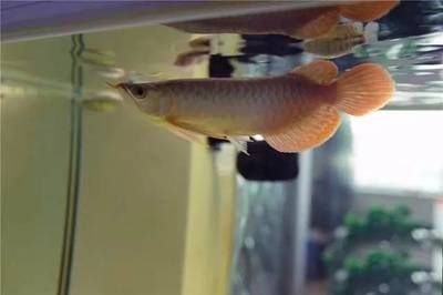 龍魚關燈側游 開燈正常：龍魚關燈側游開燈正常
