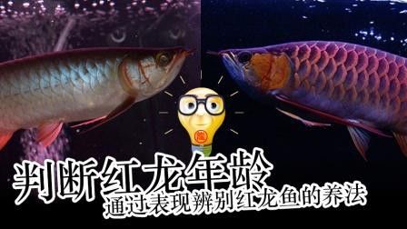 如何判斷紅龍魚是否進入衰老期？