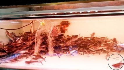 金龍魚頭像什么意思：什么是金龍魚？