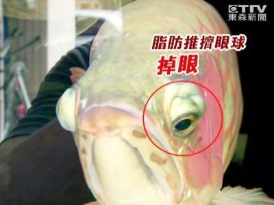 龍魚水族館鳳嶼路幾點開門：關于“龍魚水族館鳳嶼路”開門時間的具體信息