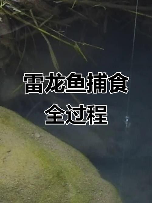 彩虹雷龍魚多久喂一次合適？