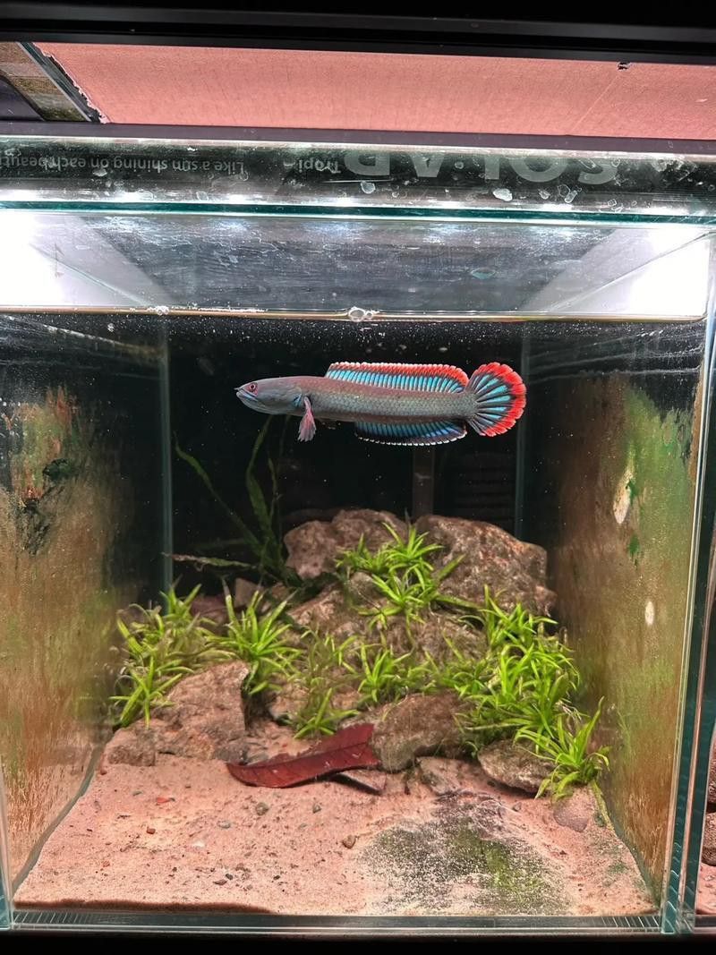 彩虹雷龍魚多久喂一次合適？