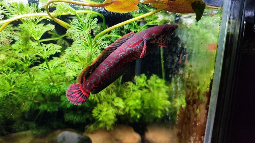 彩虹雷龍魚多久喂一次合適？