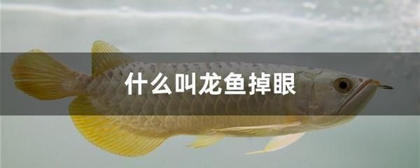 龍魚可以吃活蝦嗎（龍魚可以吃活蝦嗎，飼養者需要注意什么）