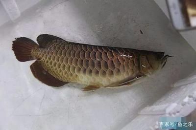 龍魚麻醉過后多久恢復身體正常：龍魚在麻醉后恢復意識的時間取決于所使用的麻醉劑類型、劑量以及個體的健康狀況