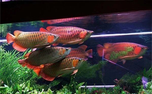 龍魚白膜病有哪些癥狀？ 龍魚白膜病有哪些癥狀？ 龍魚百科 第2張