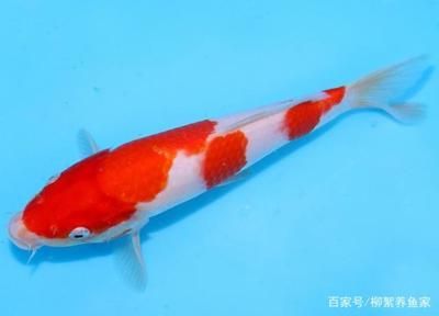 龍魚最近不愛吃食：龍魚不愛吃東西怎么辦
