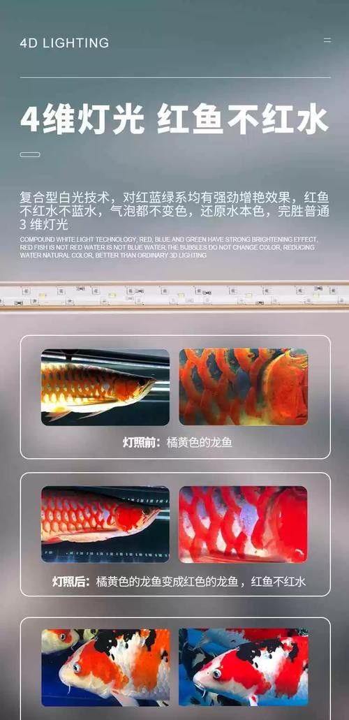 金龍魚頂燈怎么擺放圖片