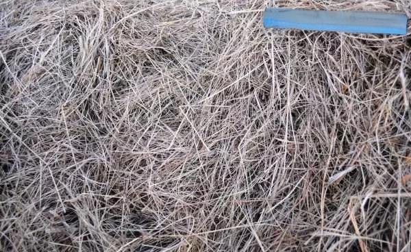 如何清潔和維護龍貓籠子？