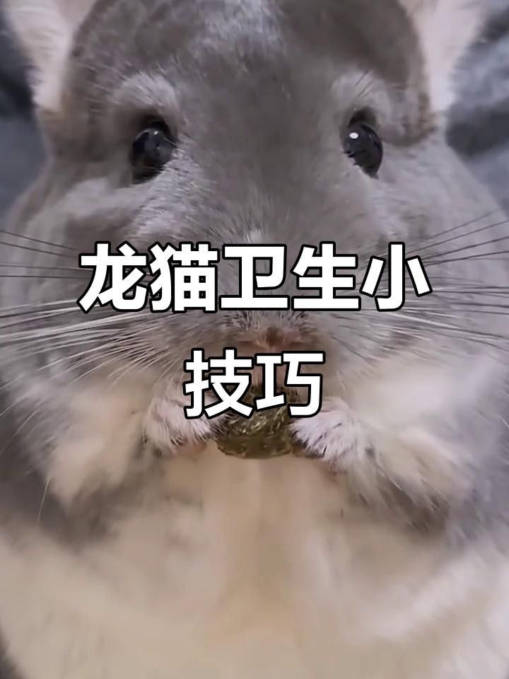 如何清潔和維護龍貓籠子？