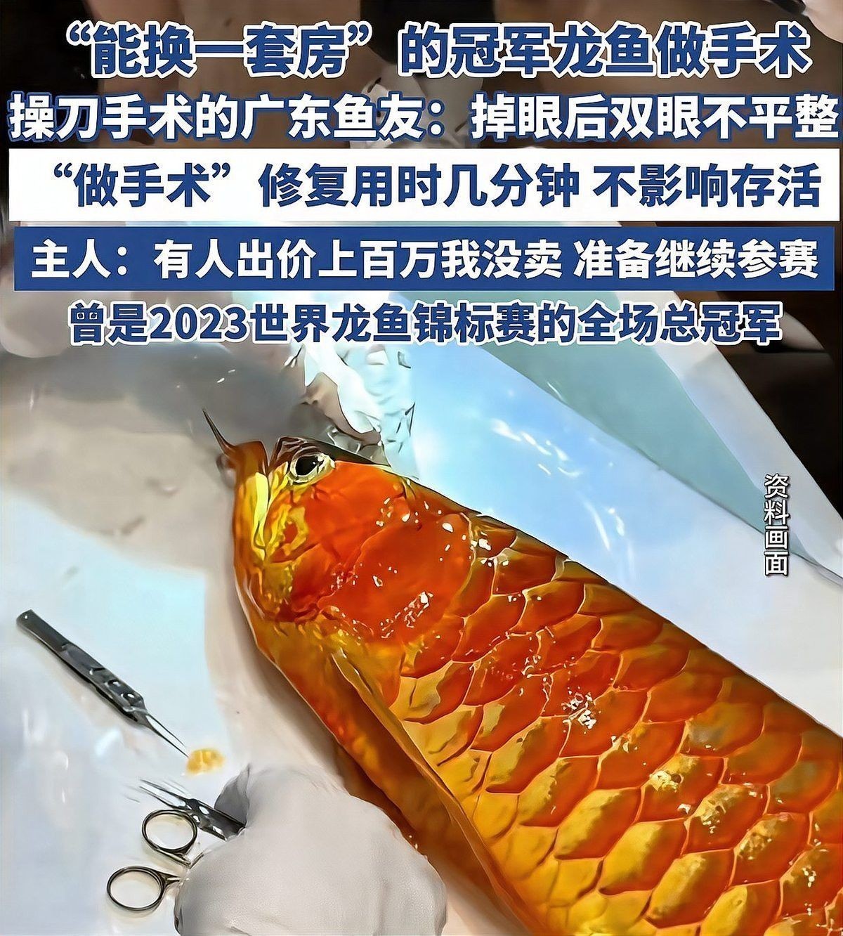 最貴龍魚價格多少錢一條啊