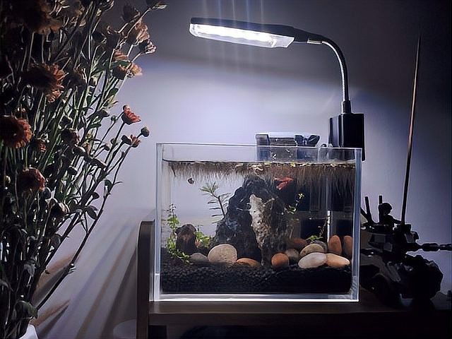 銀龍魚魚缸燈一直開的嗎