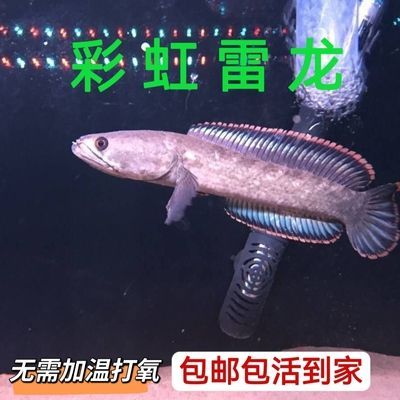 龍魚用一直打氧嗎：龍魚是否需要一直打氧？ 龍魚用一直打氧嗎：龍魚是否需要一直打氧？ 龍魚百科 第2張