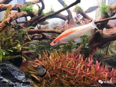 白化銀板咬龍魚 白化銀板咬龍魚 龍魚百科 第1張