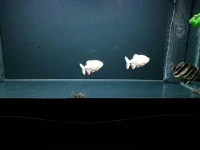 白化銀板咬龍魚 白化銀板咬龍魚 龍魚百科 第3張