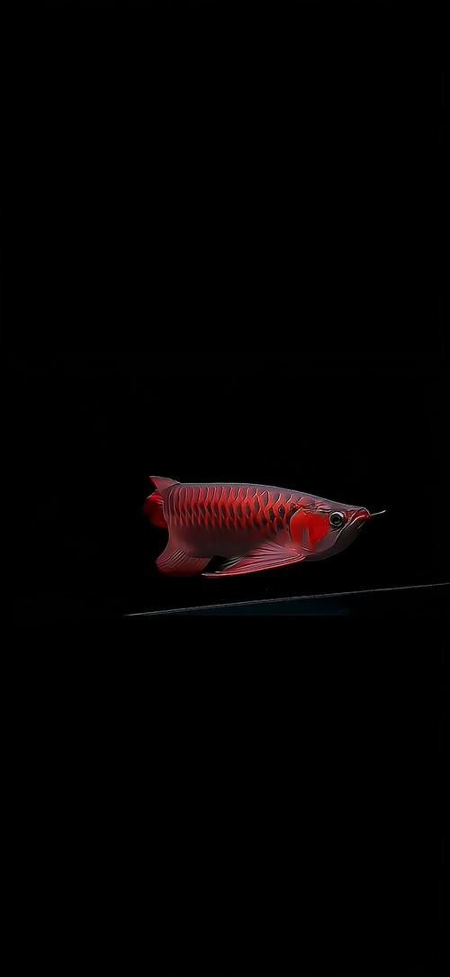 金龍魚圖片高清壁紙豎屏