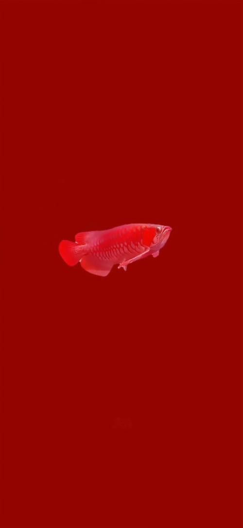 金龍魚圖片高清壁紙豎屏