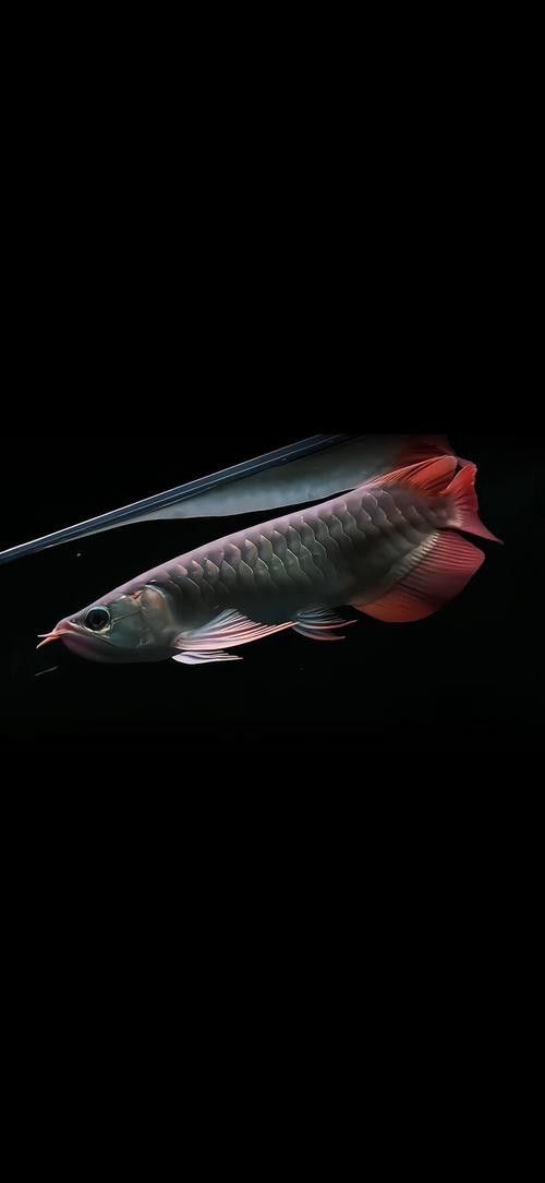 金龍魚圖片高清壁紙豎屏
