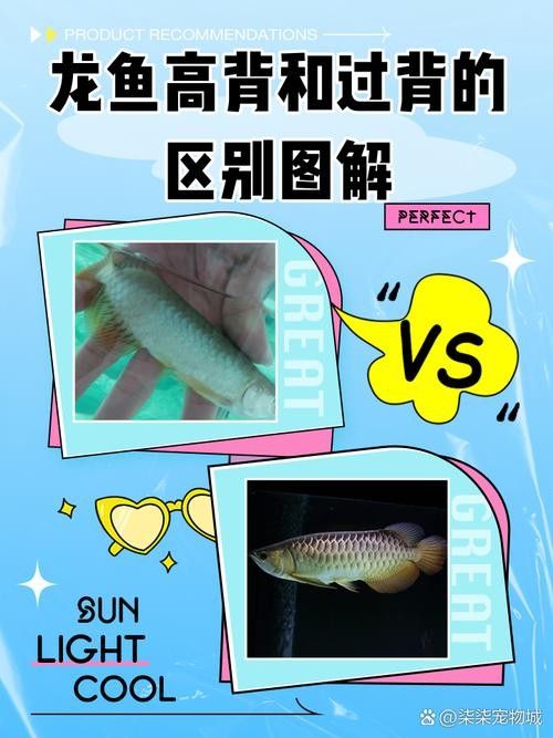 金龍魚過背和高背的區別圖片大全