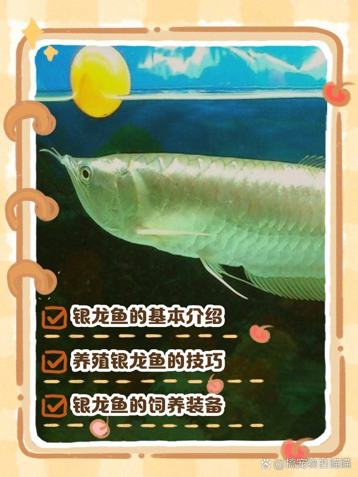 新手養銀龍魚教學設計