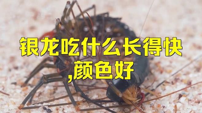 銀龍魚吃什么食物最好