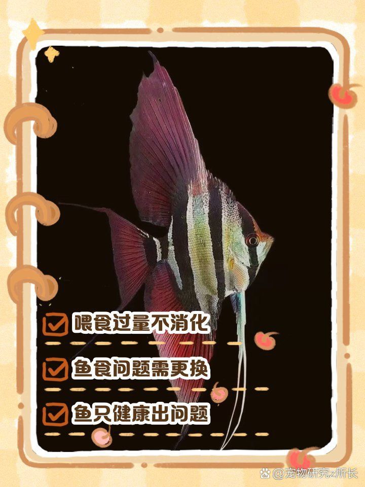 金龍魚吃食吐出來原因