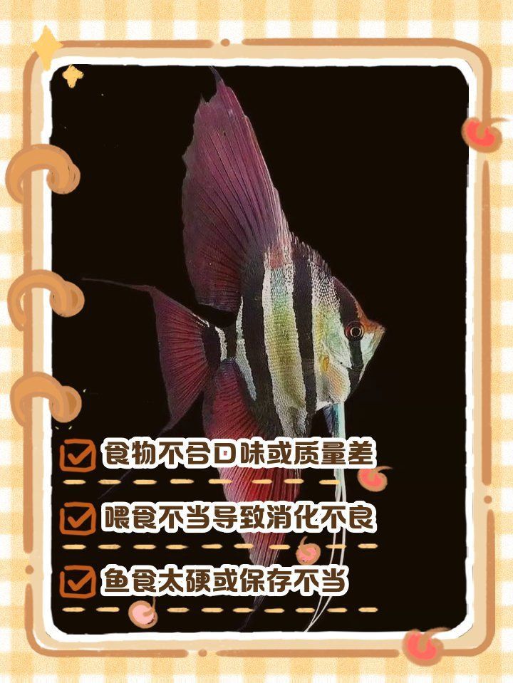 金龍魚吃食吐出來原因