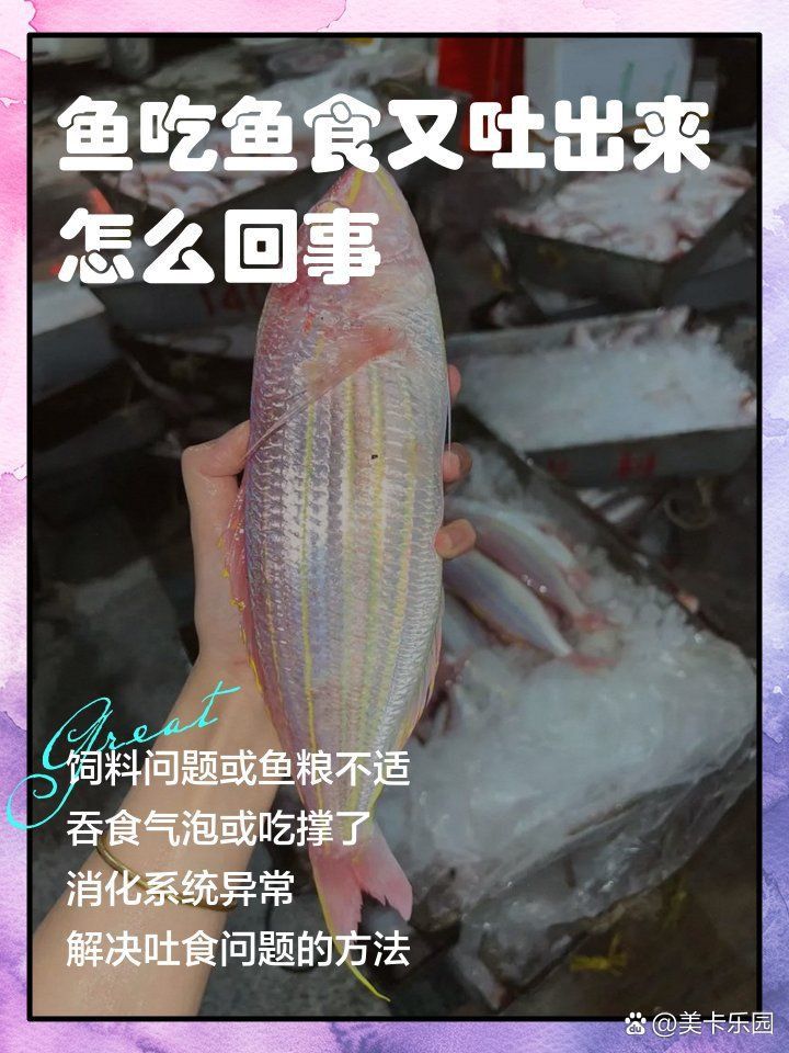 金龍魚吃食吐出來原因