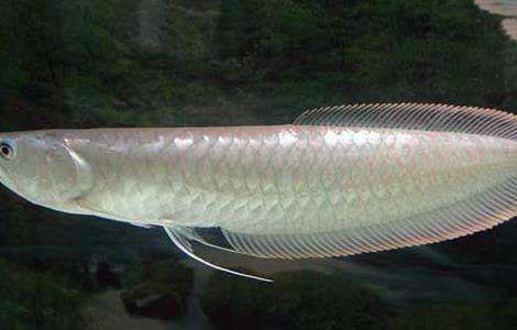 小龍魚的養殖需要注意以下幾個關鍵點：小龍魚的養殖需要注意以下幾個關鍵點：小龍魚養殖指南