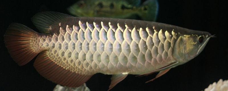 小龍魚的養殖需要注意以下幾個關鍵點：小龍魚的養殖需要注意以下幾個關鍵點：小龍魚養殖指南