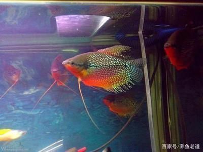 紅龍魚繁殖期微量元素補充：紅龍魚繁殖期微量元素的補充方法