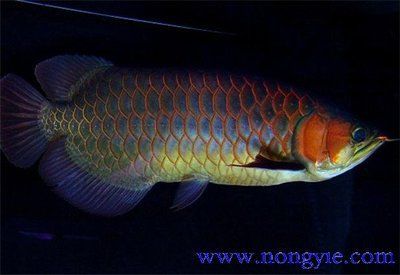 紅龍魚底色發紫正常嗎（紅龍魚發色的秘密原來是這些!）
