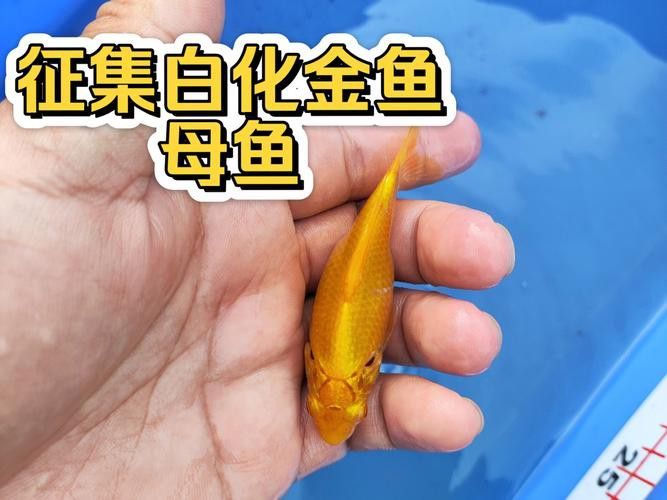 白子金龍魚多少錢一條
