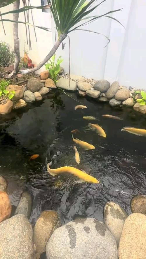招財和龍魚能混養嗎圖片大全欣賞