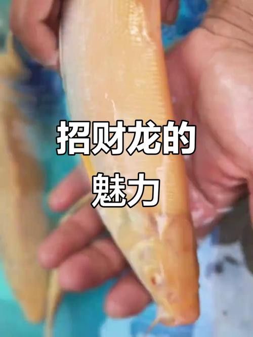 招財和龍魚能混養嗎圖片大全欣賞