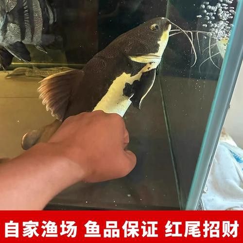 招財和龍魚能混養嗎圖片大全欣賞
