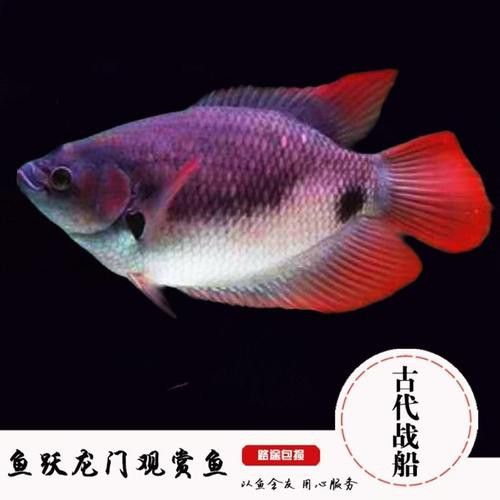 招財和龍魚能混養嗎圖片大全欣賞