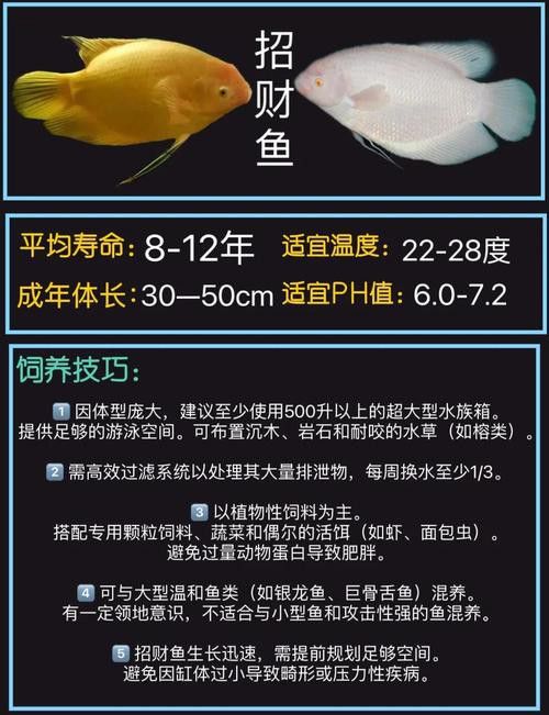 招財和龍魚能混養嗎圖片大全欣賞