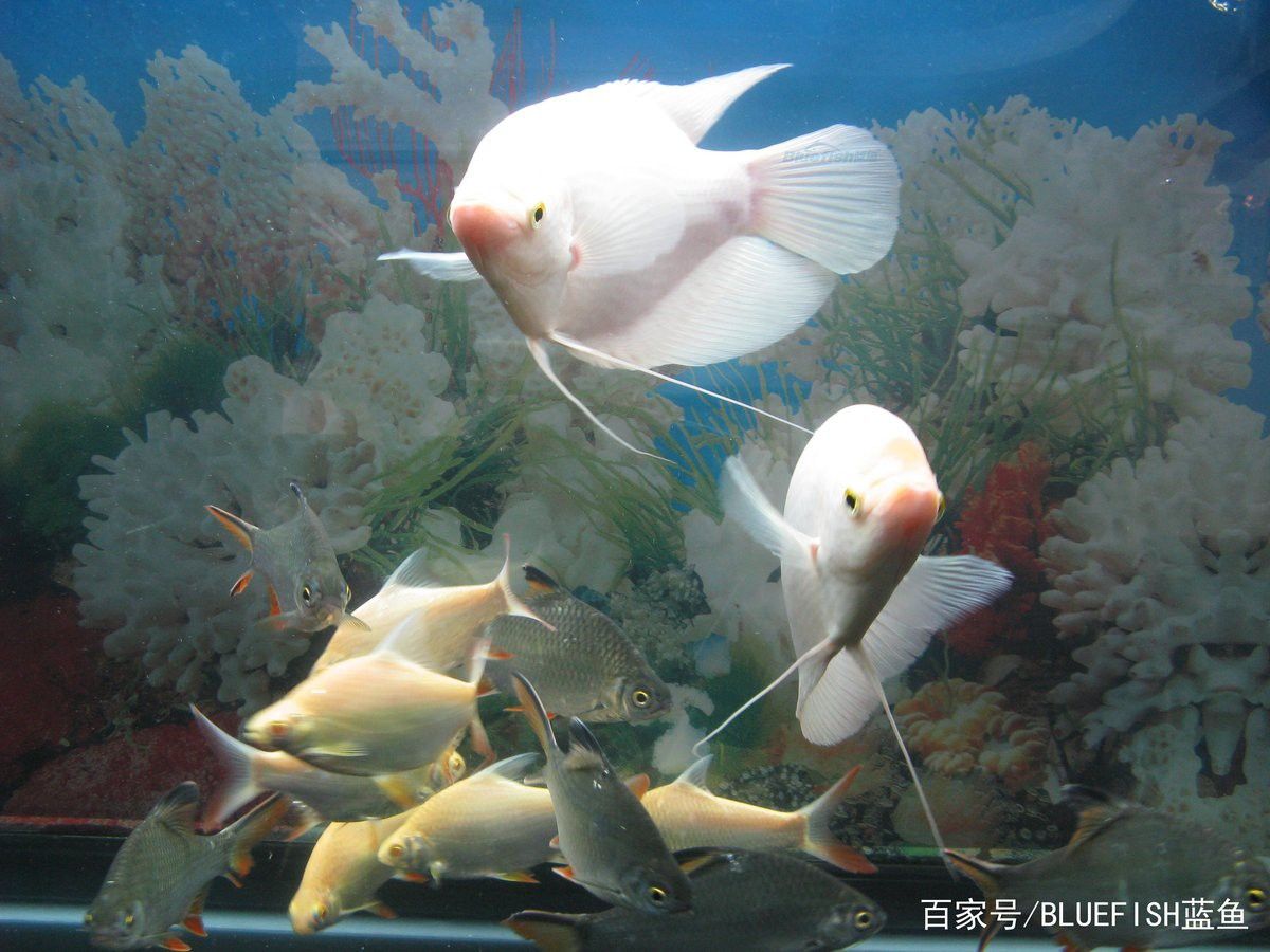招財和龍魚能混養嗎圖片大全欣賞
