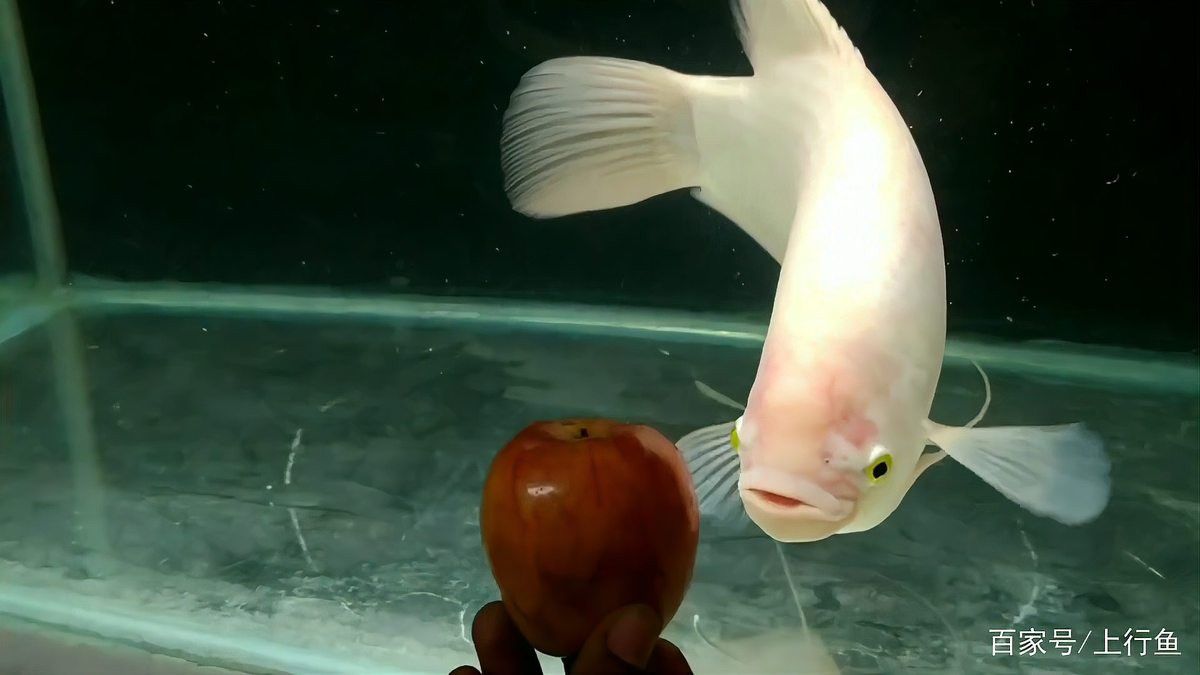 招財和龍魚能混養嗎圖片大全欣賞