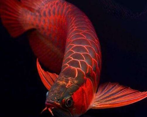 金龍魚趴在缸底不動游吃一正常【金龍魚趴在缸底不動但吃正常可能是由多種原因造成的】