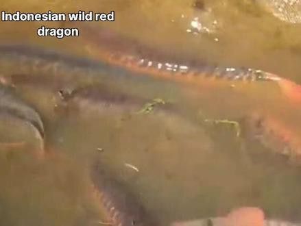 印尼野生紅龍魚紀錄片視頻大全