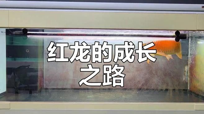 印尼野生紅龍魚紀錄片視頻大全
