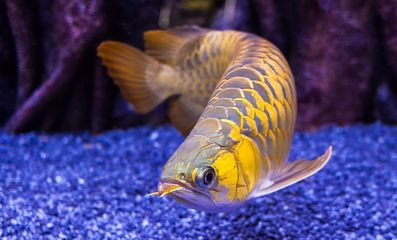 龍魚身上鱗片發白怎么辦：龍魚身上鱗片發白是由于水質問題引起的