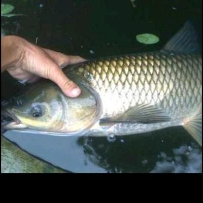 紅龍魚為什么這么貴：養(yǎng)魚大全告訴你紅龍魚為什么這么貴360問答