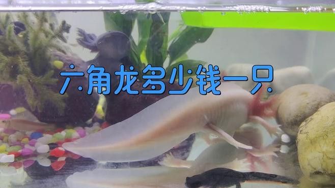 六角龍魚哪個(gè)品種最便宜？