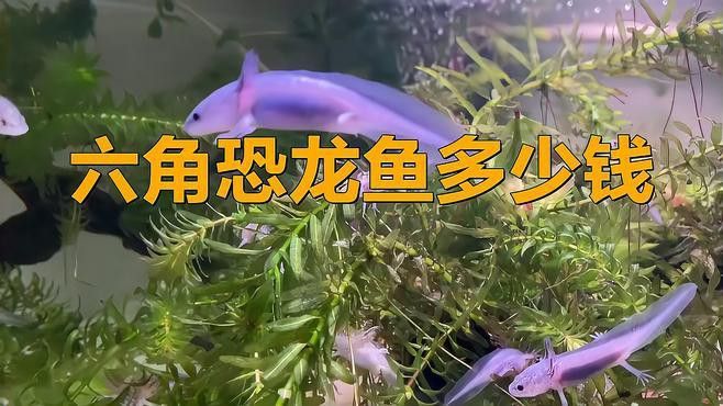 六角龍魚哪個(gè)品種最便宜？