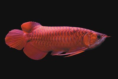 紅龍魚的作用與用途（家中養紅龍魚對風水有什么作用）