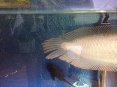 龍魚尾巴開叉圖片：龍魚尾巴開叉怎么辦