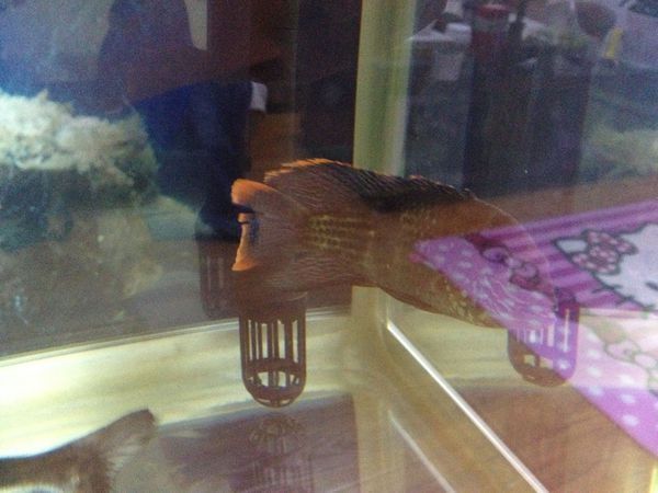 龍魚尾巴開叉圖片：龍魚尾巴開叉怎么辦